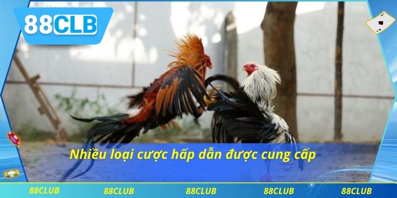 Đá Gà 88CLB 2 Nhiều loại cược hấp dẫn được cung cấp